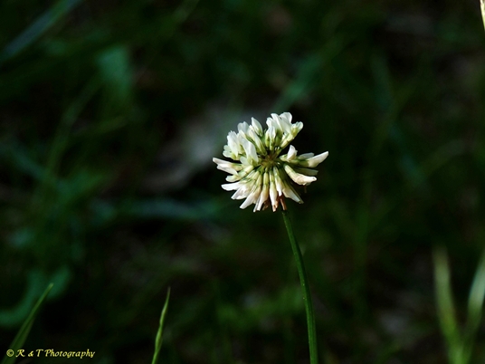 {Trifolium repens}
